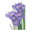 Diamond Dotz® Intermediate Spring Crocus Diamond Painting Kit